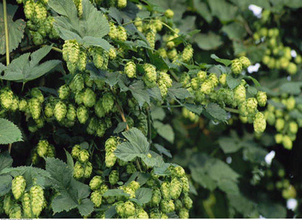 How to operate a hop gun for dry hopping in large fermenters? | TIANTAI ...